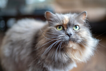 Naklejka na ściany i meble Furry and cut indoor cat with a blurry background