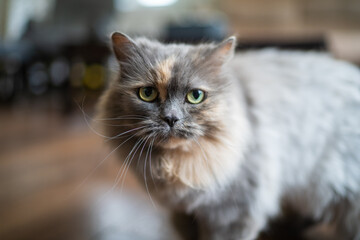 Furry and cut indoor cat looking at the camera with a blurry background