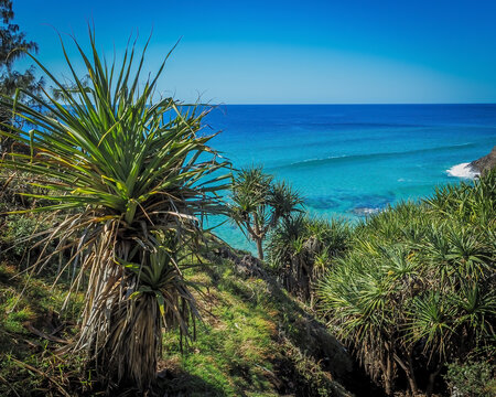Pandanas Plant Noosa Coast