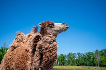 Camel front view in wildlife with blue sky for advertising