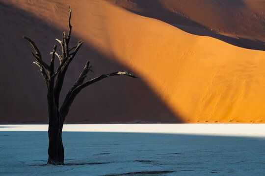 Dead camelthorn tree against towering sand dunes at sunrise in Deadvlei, Namib-Naukluft National Park, Namibia, Africa.