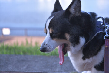 あくびをしている黒いコーギー犬