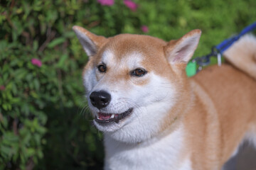 早朝に散歩している柴犬