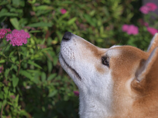 ピンクの小花を見上げる柴犬の横顔