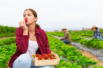 Fototapeta premium Portrait of young woman farmer enjoying freshly harvested strawberry at farm field