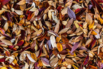 Beautiful and lonely autumn leaves