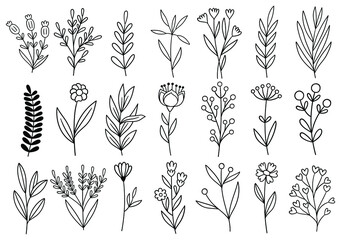 collection forest fern eucalyptus art foliage natural leaves herbs in line style. Decorative beauty elegant illustration for design hand drawn flower