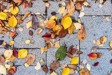 Fototapeta na wymiar Beautiful and lonely autumn leaves