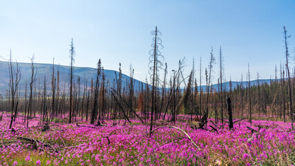 Forest fire affected boreal woods in northern Canada with magnificent fireweed flowers in full...
