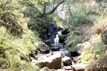 Latino mature man exploring the forest with his white pitbull dog among rivers and waterfalls
