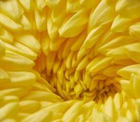 The close-up image of Chrysanthemum Flower. Japan