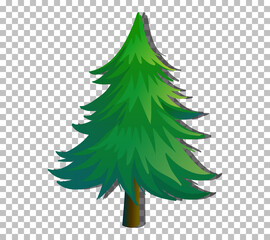 An evergreen tree on transparent background