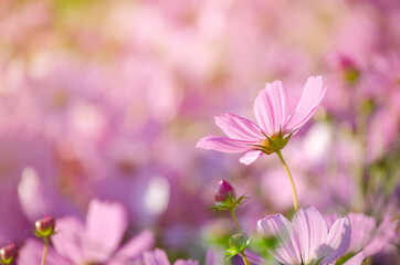 Closed up fresh beautiful pink cosmos flower in the farm over blur pink background under morning sun light