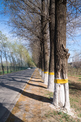 A row of green poplar trees beside a country road