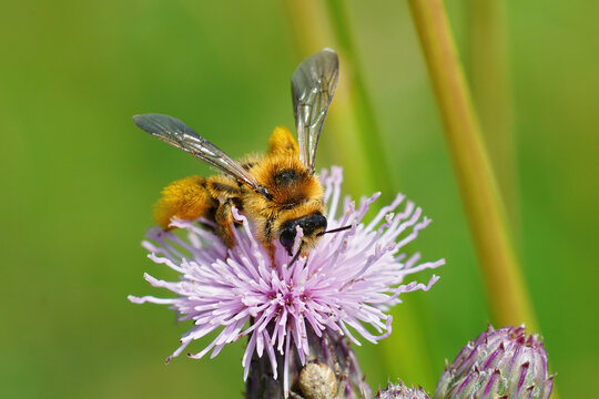 Closeup of a pantaloon bee pollinating on the pink creeping thistle