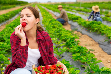 Young girl with great pleasure tries ripe strawberries, squatting on the beds of the plantation