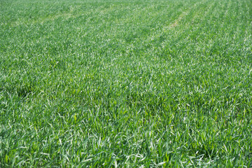 Wheat seedlings beginning to turn green in northern China in late spring and early summer