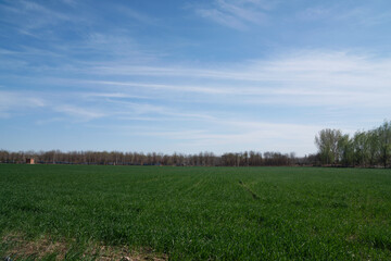 Fototapeta premium The gratifying wheat seedlings under the blue sky