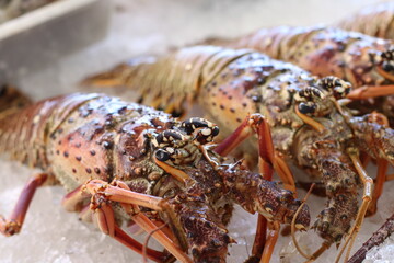 Lagosta Fresca / Pescado