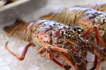 Lagosta Fresca / Pescado