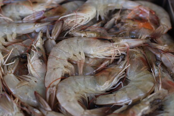 Camarão Fresco / Pescado