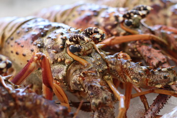 Lagosta Fresca / Pescado