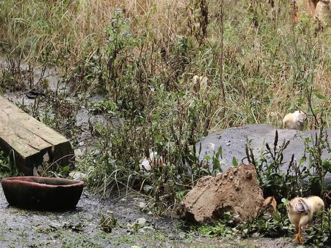 Pollitos  Silvestres Caminando 