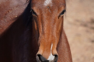 close up of a brown horse with white markings