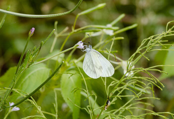 cabbage white butterfly among green vegetation close-up