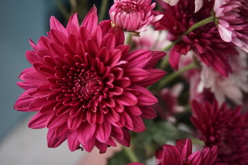 pink dahlia flower