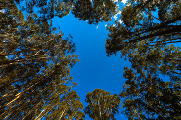 Looking skywards to  through a break in the eucalyptus forest canopy in a National Park in eastern Australia.