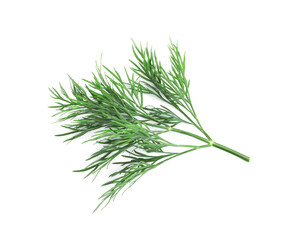 Sprig of fresh dill on white background, top view