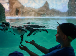 penguin swims in aquarium in zoo © avtk