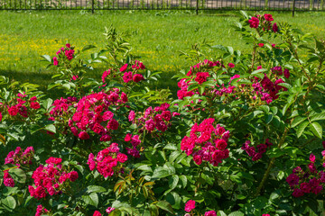Fototapeta na wymiar Blossoming beautiful rose flowers. Red roses blossom in summer garden