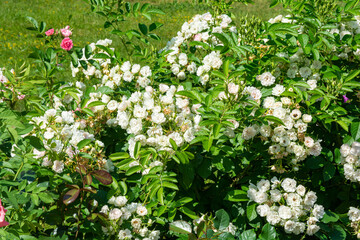 Blossoming beautiful small white rose flowers. Roses blossom in summer garden