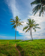 palm tree on the beach