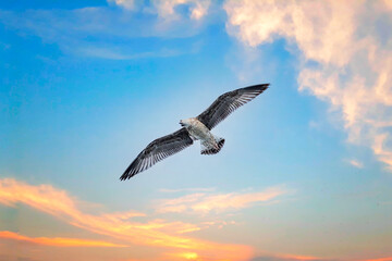 seagull in flight