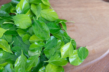 Green holly leaves on cutting board
