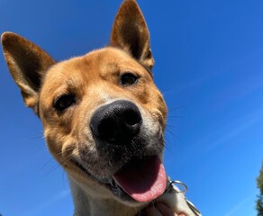 Close up of happy slobbery golden dog smiling on summer day blue sky background funny