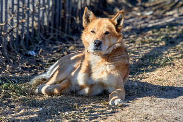 a red and white dog is lying on the ground