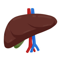 liver care for health color illustration
