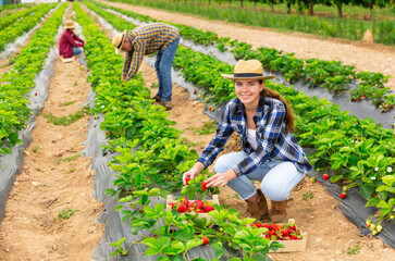 Beautiful girl farmer picking strawberry at a farm field in the summer