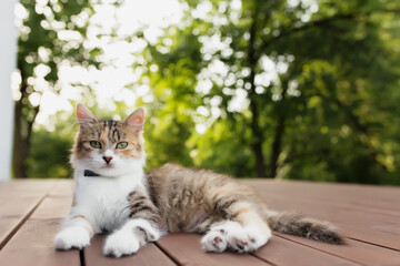 Beautiful tricolor cat lies on a brown wooden terrace