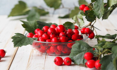 The hawthorn harvesting season for future use. Alternative medicine. The benefits of herbal hawthorn tea.Hawthorn berry on a white table with berries.