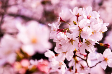Obraz premium cherry blossom at “tetsugaku no michi” in kyoto