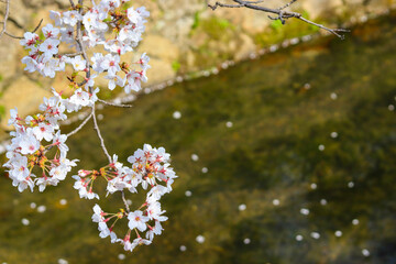 tree blossom