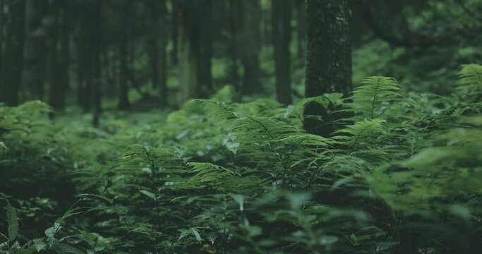 Relaxing movement above green forest ground with fern plants.