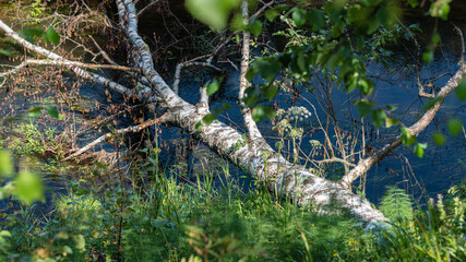 Obraz premium A fallen birch tree lies like a bridge across a small fast river.