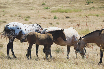 Obraz premium herd of horses