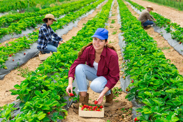 Young attractive woman farm worker harvesting organic strawberry at a field on a sunny day